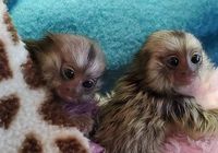 Monos capuchinos y tití machos y hembras 61,25,27,508)... CLASIFICADOS Buenanuncios.es