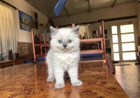 Camada gatito / gato persa blanco... CLASIFICADOS Buenanuncios.es