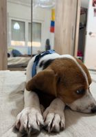 Cachorra Beagle... CLASIFICADOS Buenanuncios.es