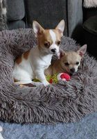 Muy bonitos Chihuahuas Cachorros para venta... CLASIFICADOS Buenanuncios.es